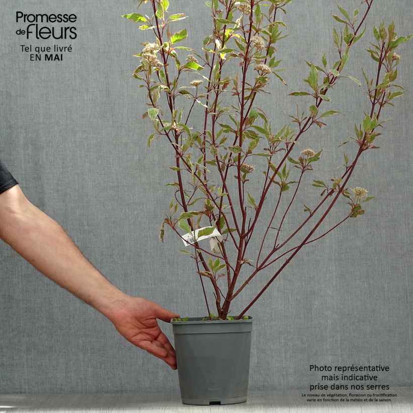 Cornus alba Miracle Maceta 3L/4L Ejemplar entregado en la primavera
