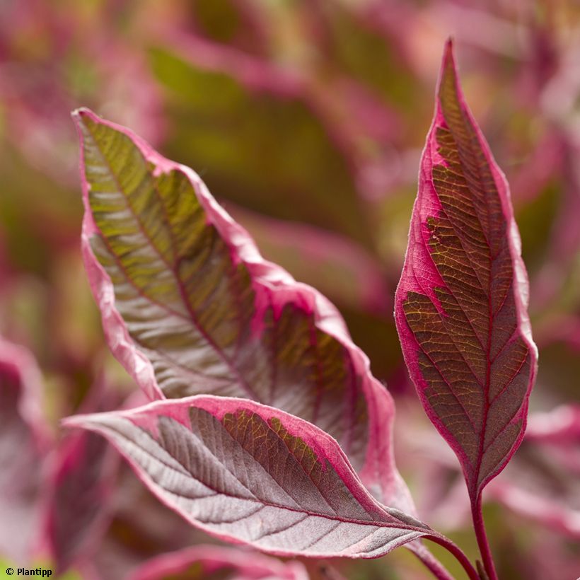 Cornus alba Miracle (Follaje)