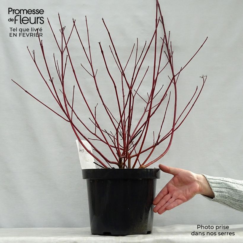 Cornus alba Siberian Pearls Maceta 7,5L/10L Ejemplar entregado en invierno