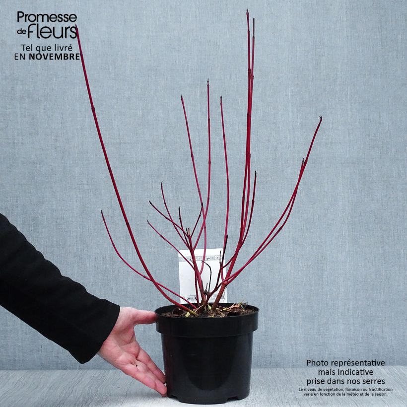 Ejemplar de Cornus alba Siberian Pearls Maceta 3L/4L entregado en otoño