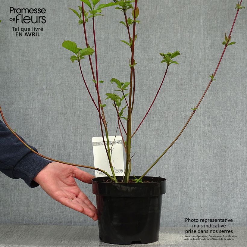 Cornus alba Siberian Pearls Maceta 3L/4L Ejemplar entregado en la primavera
