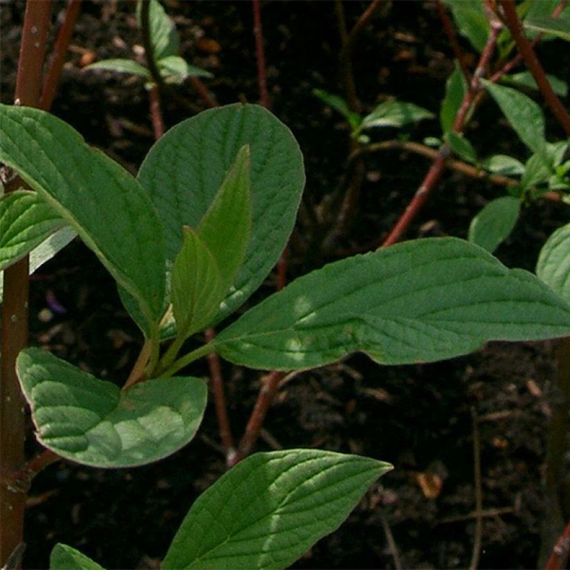 Cornus alba Sibirica (Follaje)