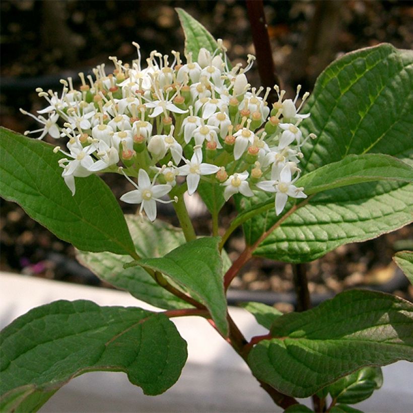 Cornus alba Sibirica (Floración)