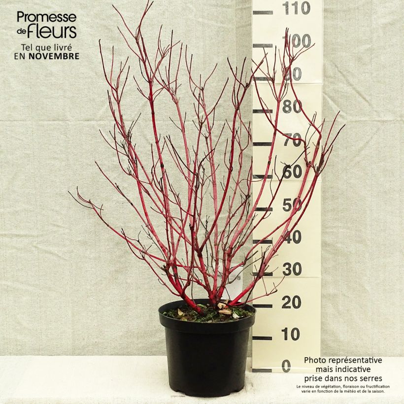 Ejemplar de Cornus alba Sibirica Maceta 6L/7L entregado en otoño
