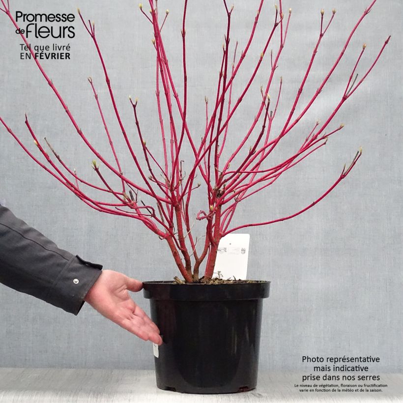 Cornus alba Sibirica Maceta 6L/7L Ejemplar entregado en invierno