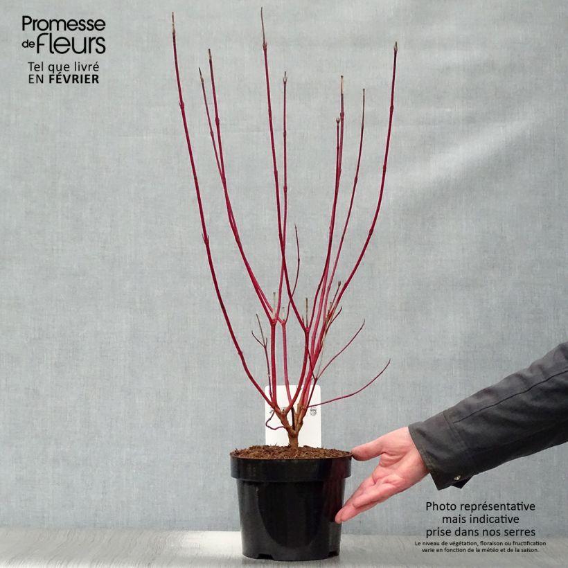 Cornus alba Sibirica Maceta 2L/3L Ejemplar entregado en invierno