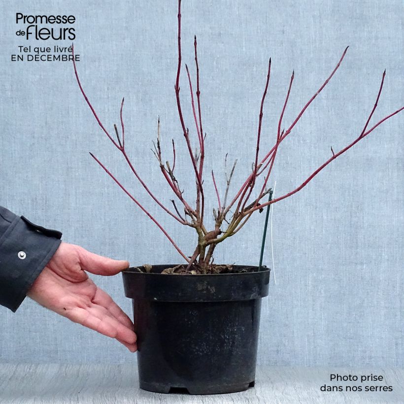 Cornus alba Sibirica Variegata Maceta 2L/3L Ejemplar entregado en invierno