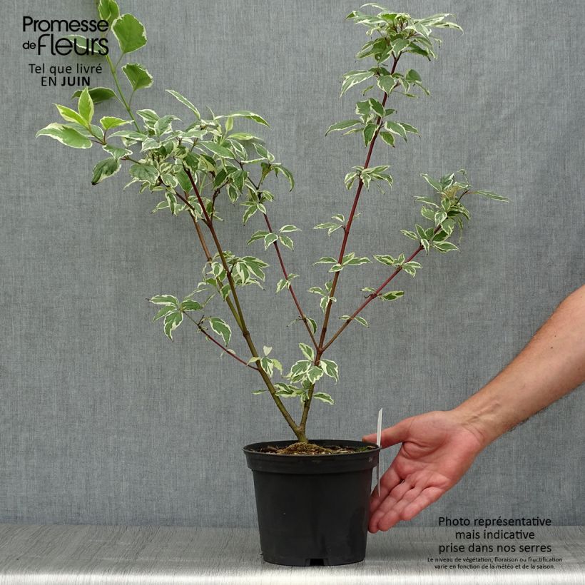 Ejemplar de Cornus alba Sibirica Variegata Maceta 2L/3L entregado en verano
