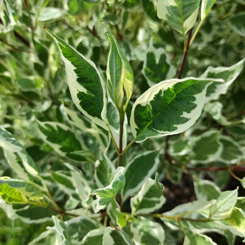 Cornus alba Sibirica Variegata (Follaje)