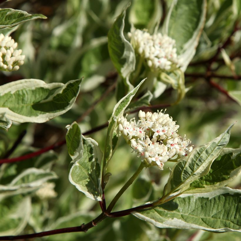 Cornus alba Sibirica Variegata (Floración)