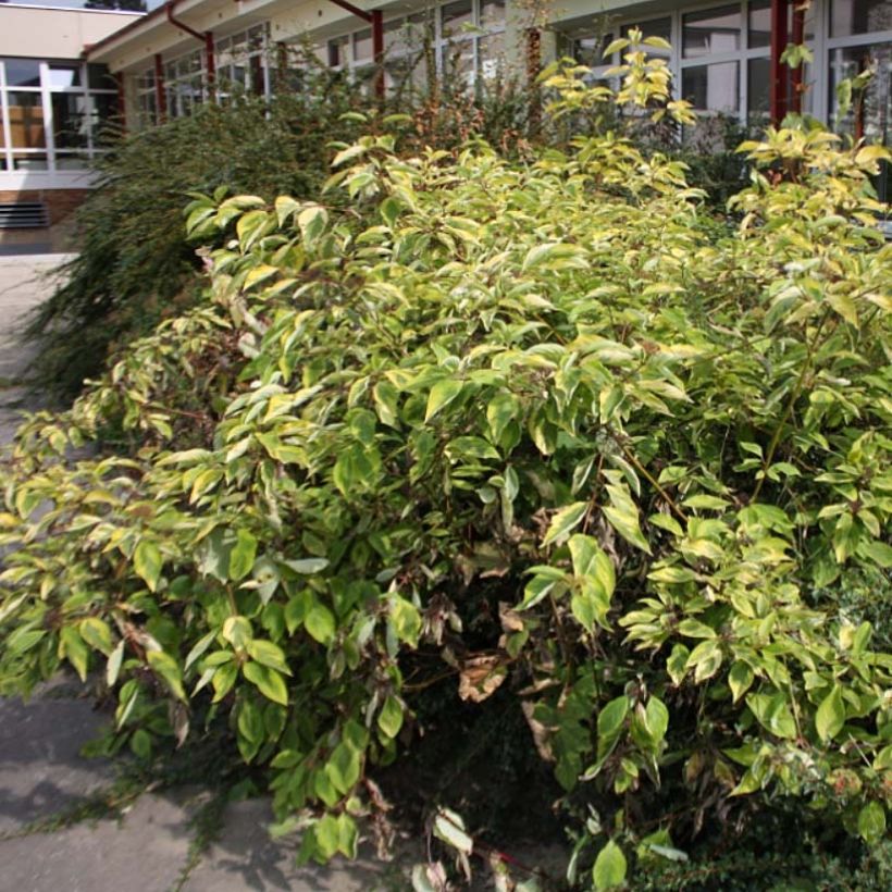 Cornus alba Spaethii (Porte)