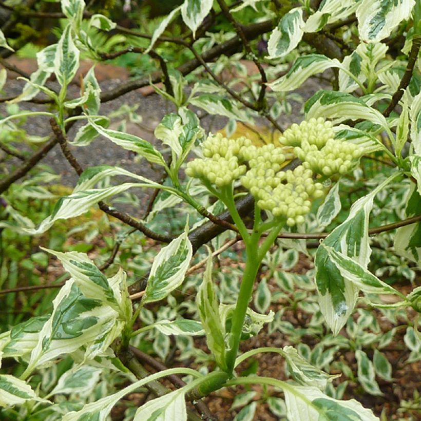 Cornus alternifolia Argentea - Cornejo de hojas alternas (Floración)