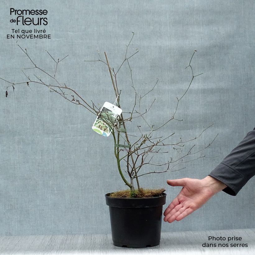 Ejemplar de Cornus alternifolia Argentea - Cornejo de hojas alternas Maceta 3L/4L entregado en otoño