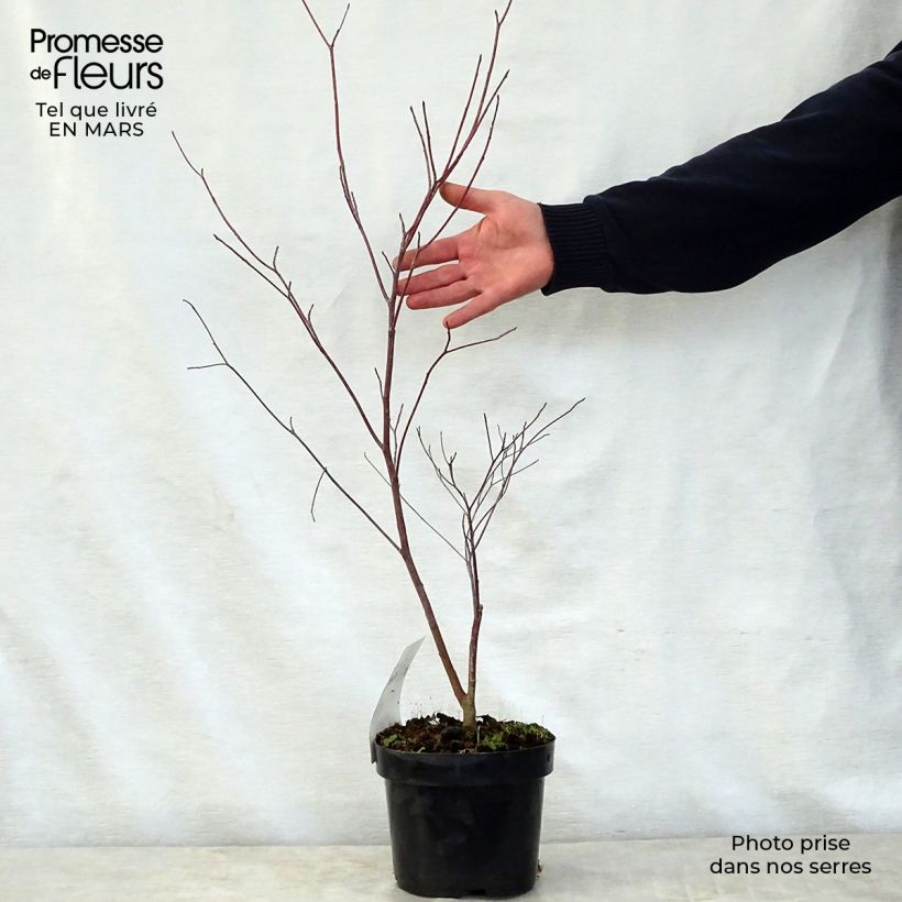 Cornus alternifolia - Cornejo de hojas alternas Maceta 3L/4L Ejemplar entregado en la primavera