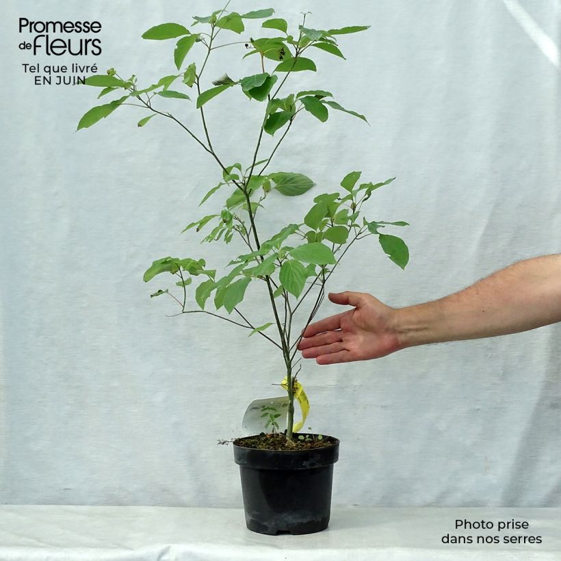 Ejemplar de Cornus alternifolia - Cornejo de hojas alternas Maceta 3L/4L entregado en verano