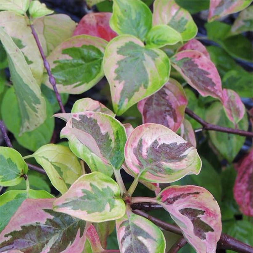 Cornus alternifolia Golden Shadows - Cornejo de hojas alternas (Follaje)