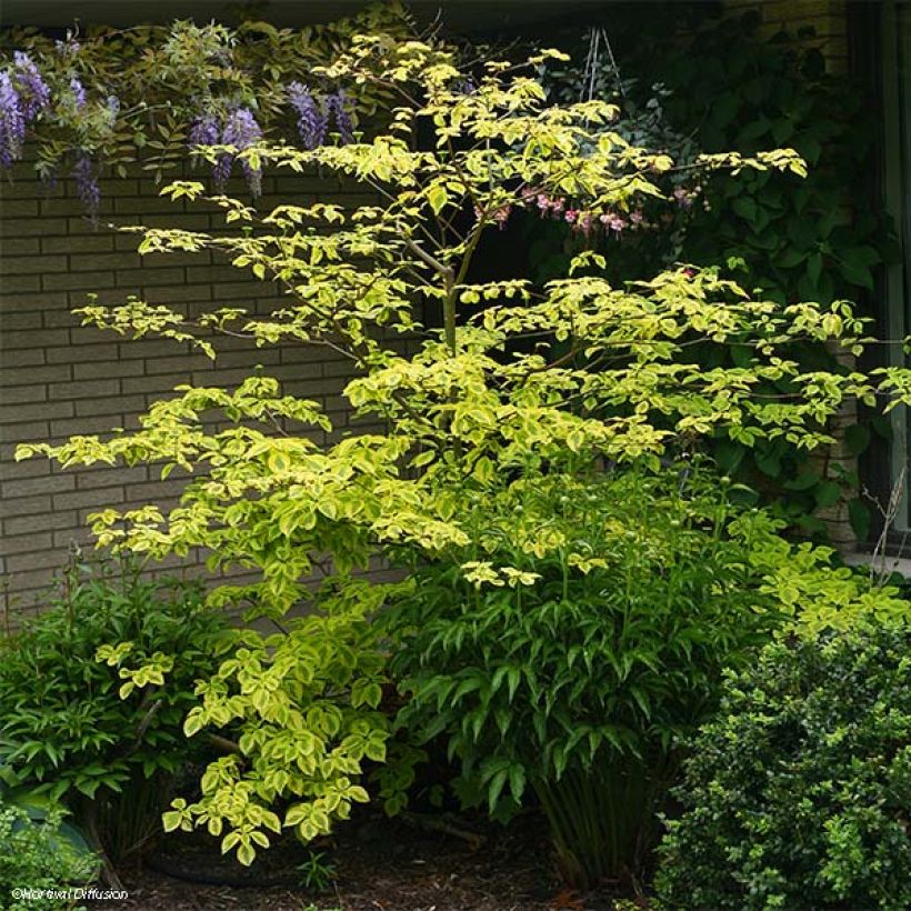 Cornus alternifolia Golden Shadows - Cornejo de hojas alternas (Porte)