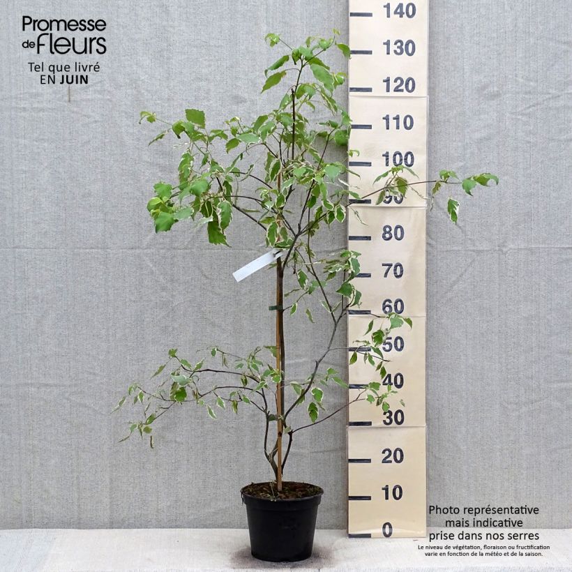 Ejemplar de Cornus alternifolia Pinky Spots - Cornejo de hojas alternas Maceta 4L/5L entregado en verano