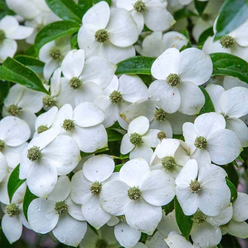 Cornus angustata Empress of China (Floración)