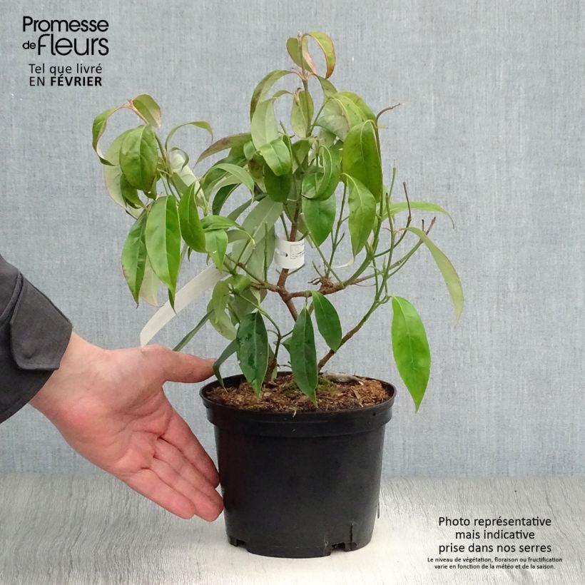 Cornus angustata Empress of China Maceta 2L/3L Ejemplar entregado en invierno