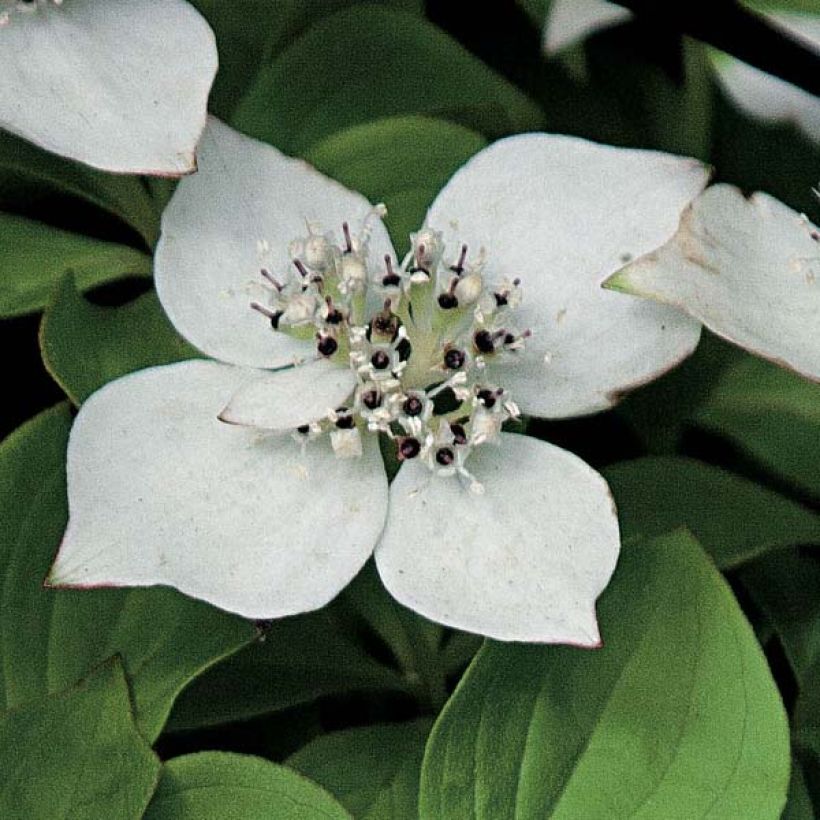 Cornus canadensis (Floración)