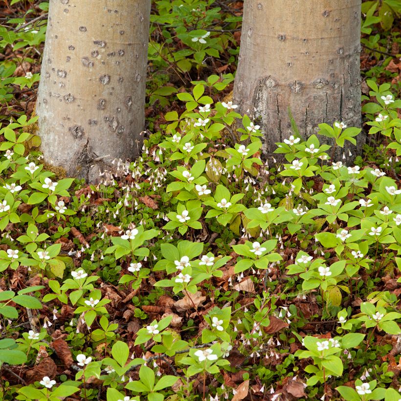 Cornus canadensis (Porte)
