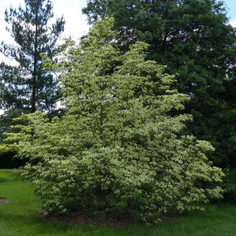 Cornus capitata - Cornejo del Himalaya (Porte)