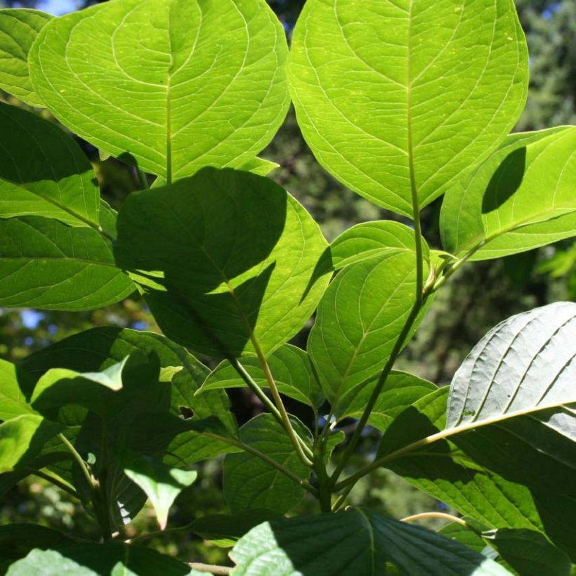 Cornus controversa - Cornejo de mesa (Follaje)