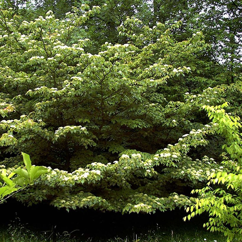 Cornus controversa - Cornejo de mesa (Porte)