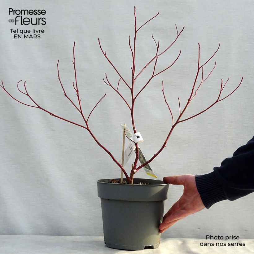 Cornus controversa - Cornejo de mesa Maceta 4L/5L Ejemplar entregado en la primavera