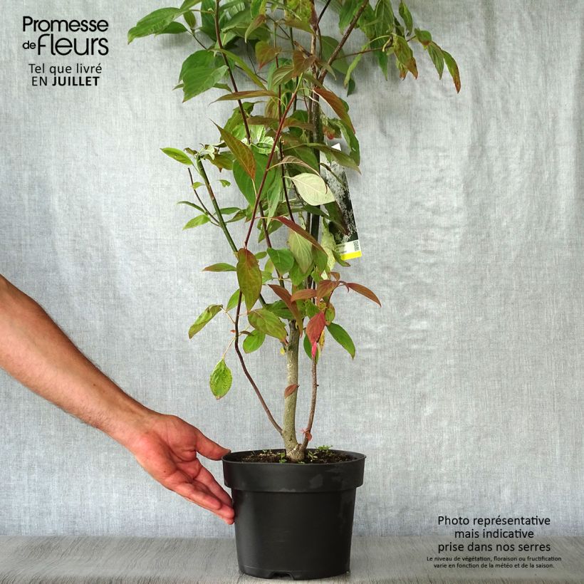 Ejemplar de Cornus controversa - Cornejo de mesa Maceta 4L/5L entregado en verano