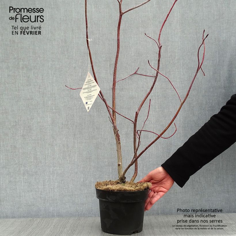 Cornus controversa - Cornejo de mesa Maceta 4L/5L Ejemplar entregado en invierno