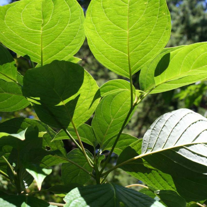 Cornus controversa Pagoda - Cornejo de mesa (Follaje)