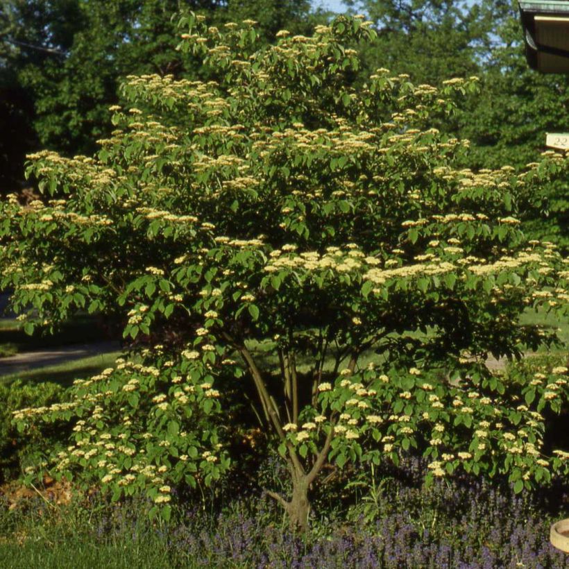 Cornus controversa Pagoda - Cornejo de mesa (Porte)
