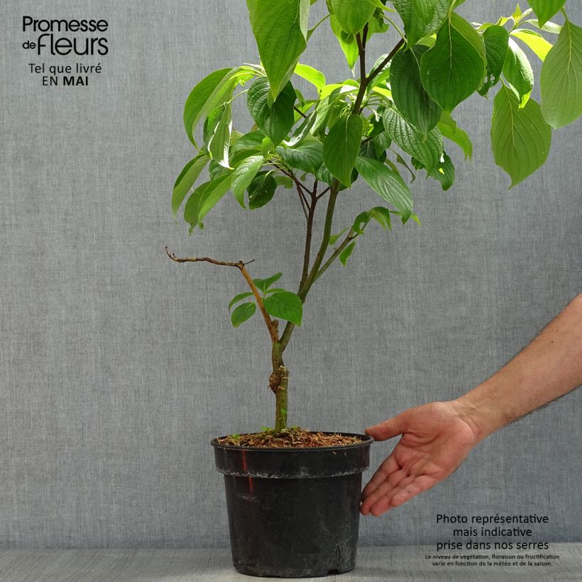 Cornus controversa Pagoda - Cornejo de mesa Maceta 4L/5L Ejemplar entregado en la primavera