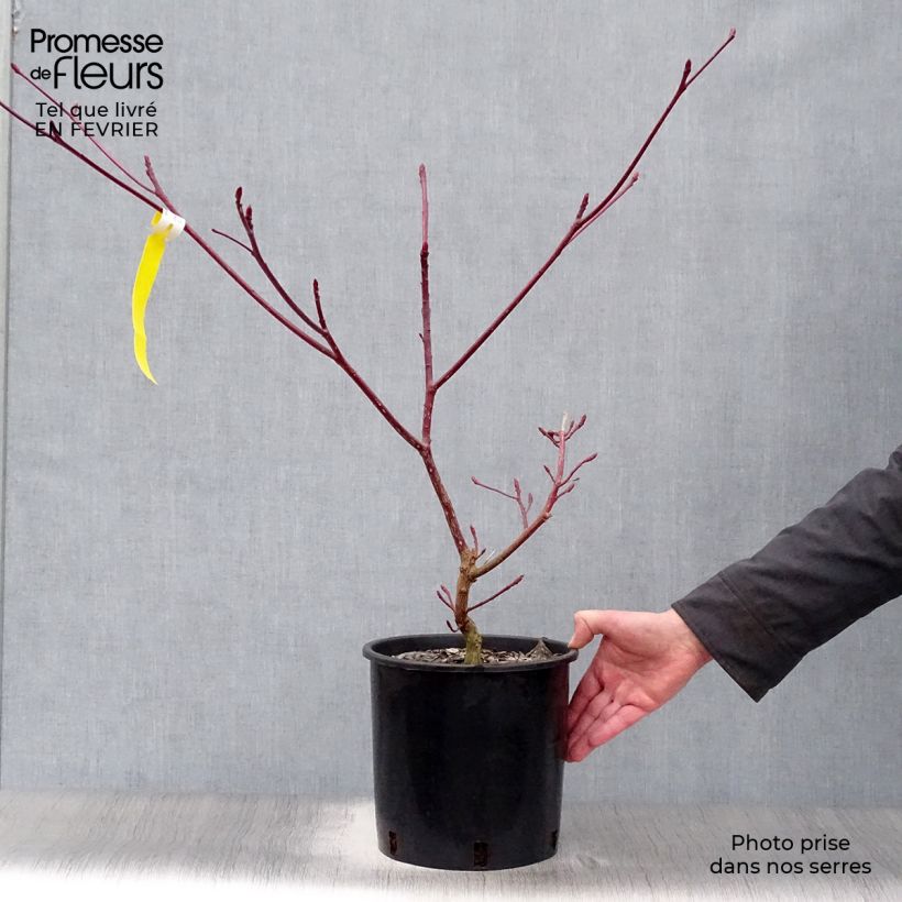 Cornus controversa Variegata - Cornejo de mesa Maceta 7,5L/10L Ejemplar entregado en invierno
