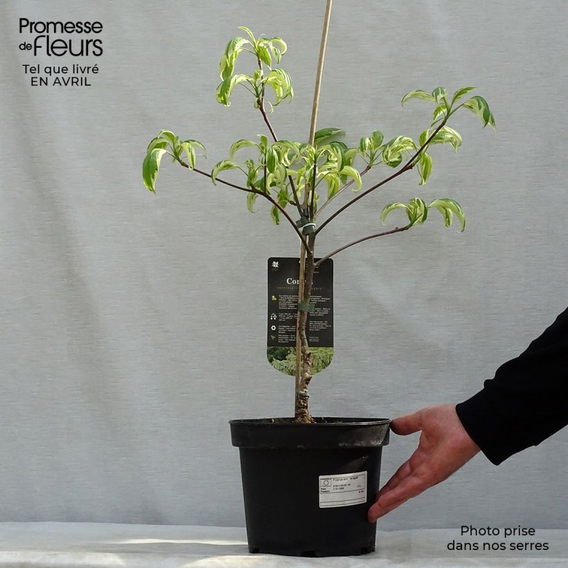 Cornus controversa Variegata - Cornejo de mesa Maceta 4L/5L Ejemplar entregado en la primavera