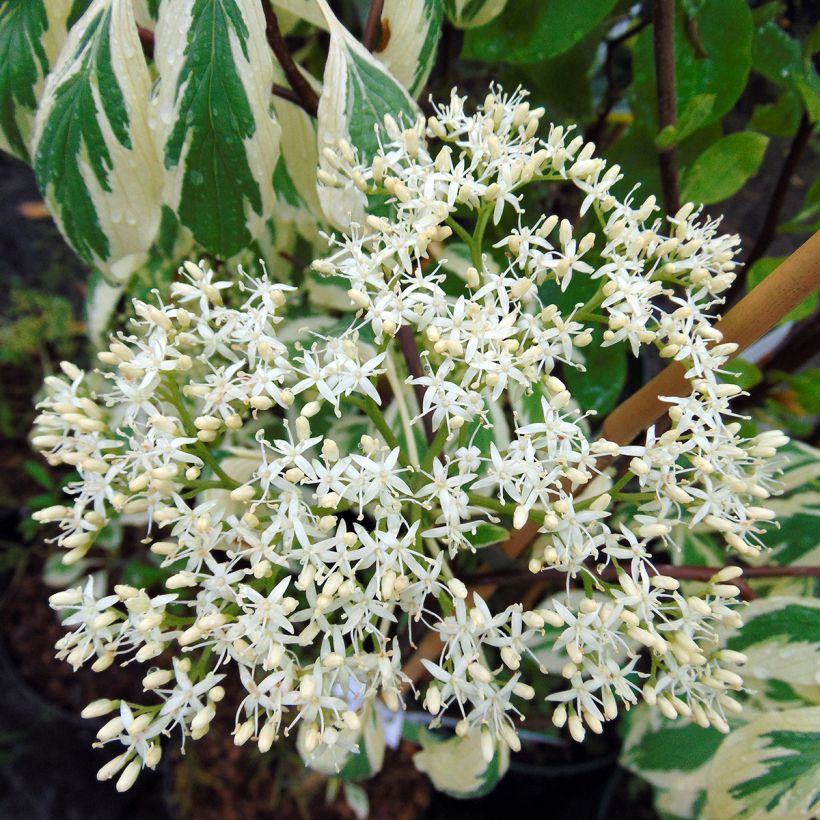 Cornus controversa Variegata - Cornejo de mesa (Floración)