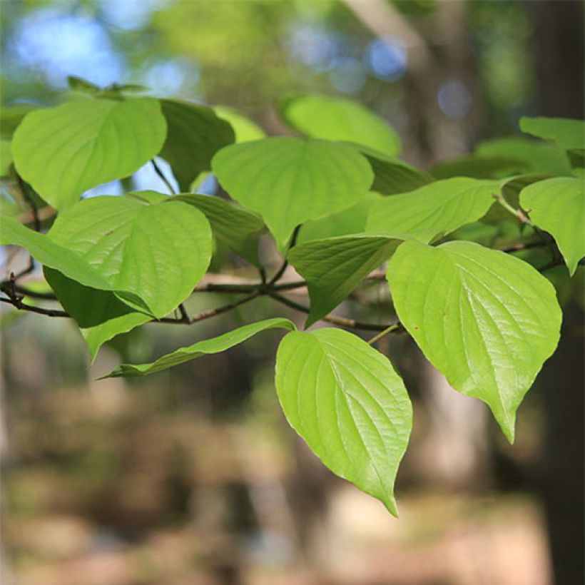 Cornus florida - Cornejo florido (Follaje)