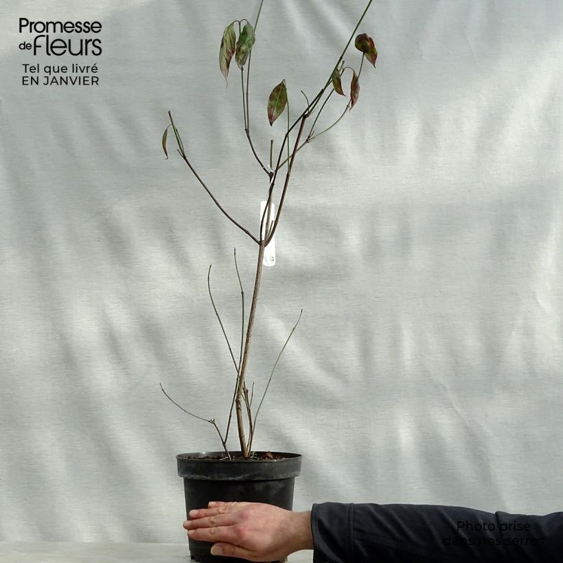 Cornus florida Cherokee Chief Maceta 4L/5L Ejemplar entregado en invierno