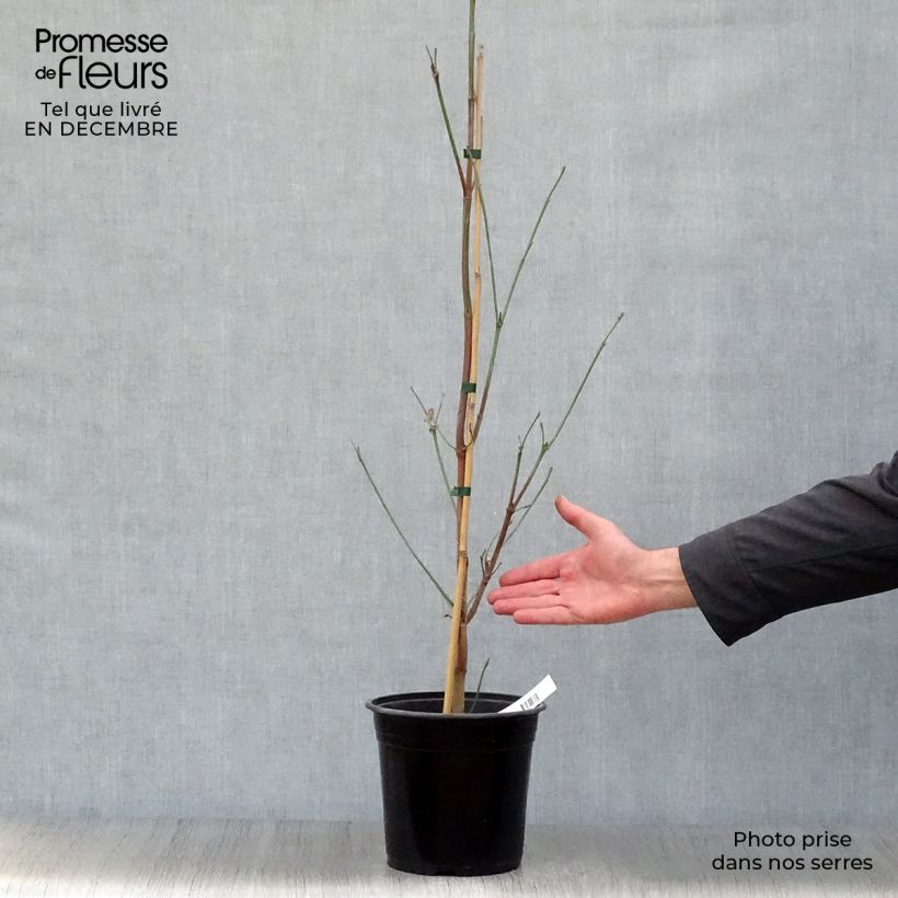 Cornus florida Cloud Nine Maceta 4L/5L Ejemplar entregado en invierno