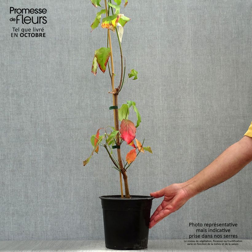 Ejemplar de Cornus florida Cloud Nine Maceta 4L/5L entregado en otoño