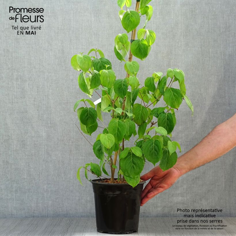 Cornus florida Cloud Nine Maceta 4L/5L Ejemplar entregado en la primavera