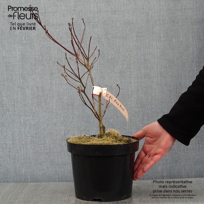 Cornus florida Firebird Maceta 4L/5L Ejemplar entregado en invierno