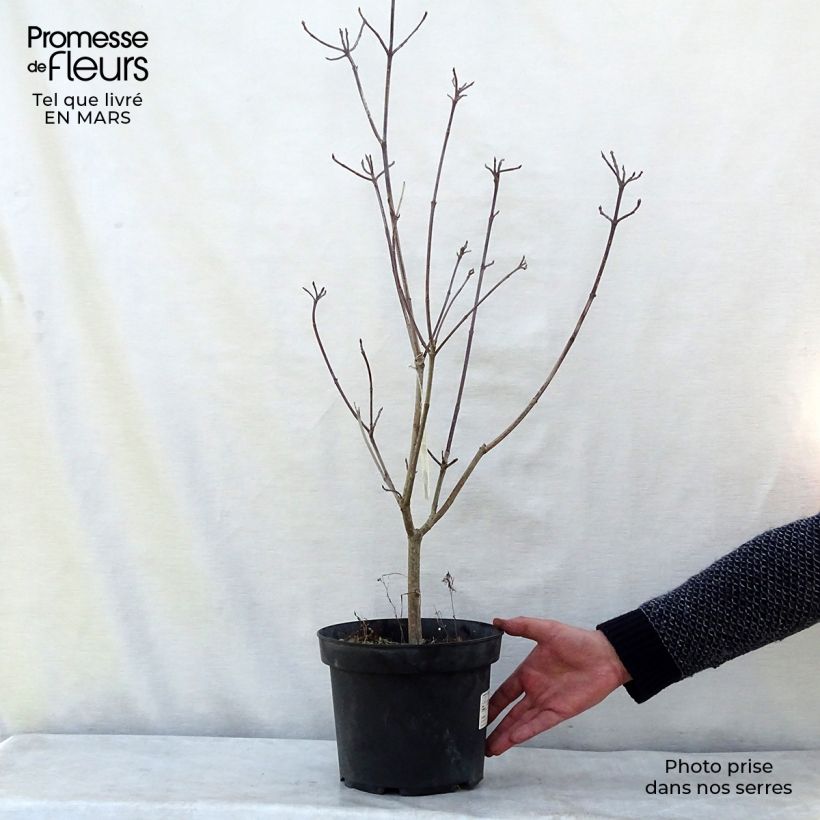Cornus florida Rainbow Maceta 4L/5L Ejemplar entregado en invierno