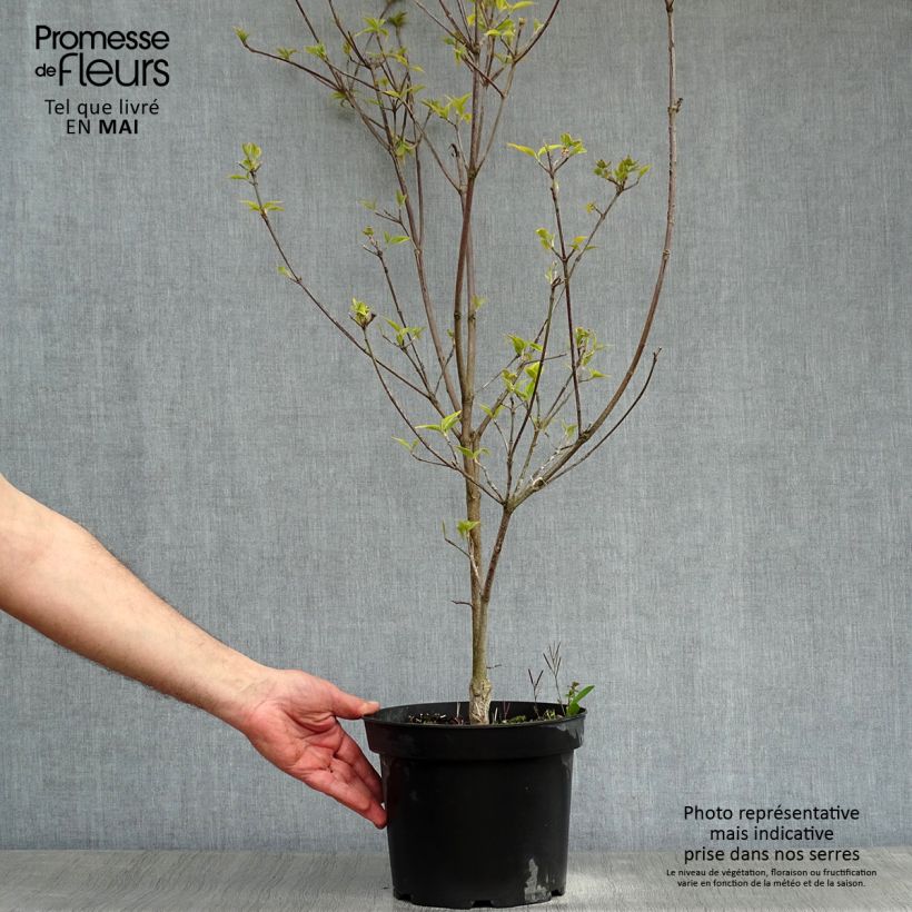 Cornus florida Rainbow Maceta 4L/5L Ejemplar entregado en la primavera