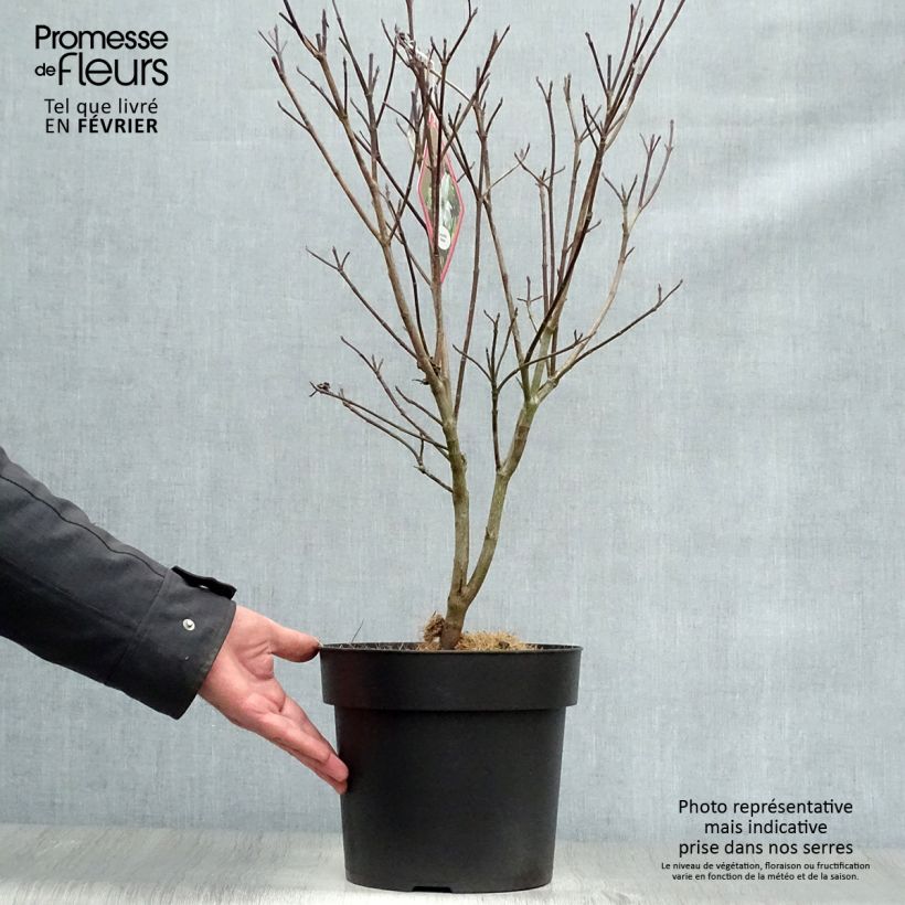 Cornus florida Rainbow Maceta 6L/7L Ejemplar entregado en invierno