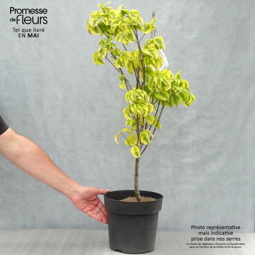 Cornus florida Rainbow Maceta 6L/7L Ejemplar entregado en la primavera