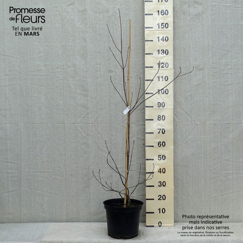 Cornus florida Rubra Maceta 6L/7L Ejemplar entregado en invierno