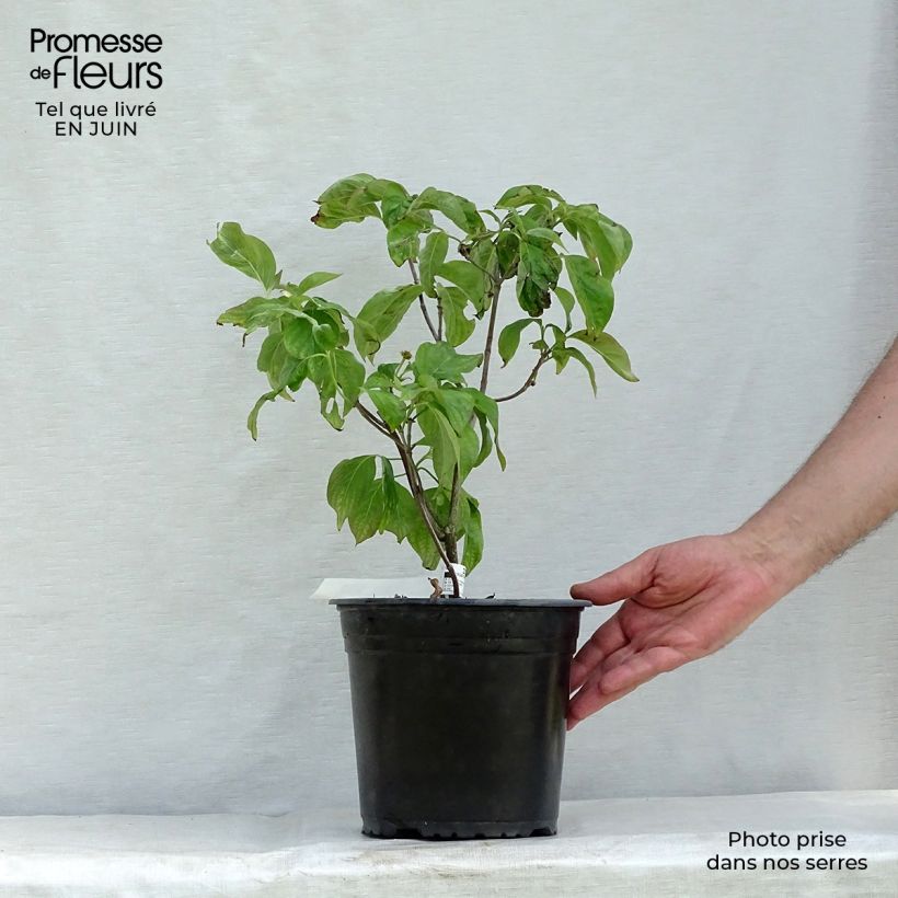 Ejemplar de Cornus florida Rubra Maceta 4L/5L entregado en verano